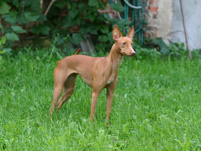 CH. colombian friend's Golden friend