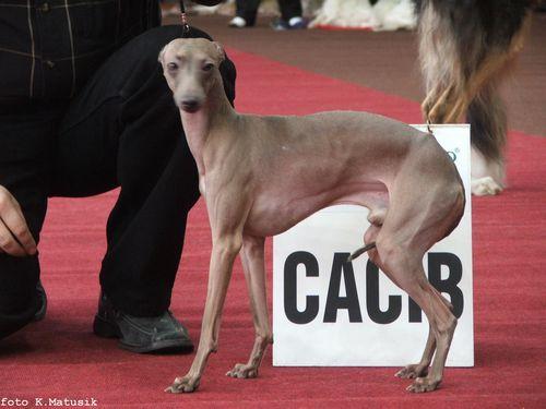 CH. il cagnolino Fernando