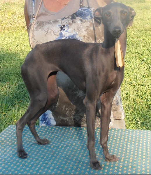 CH. Irulan Forum Romanum