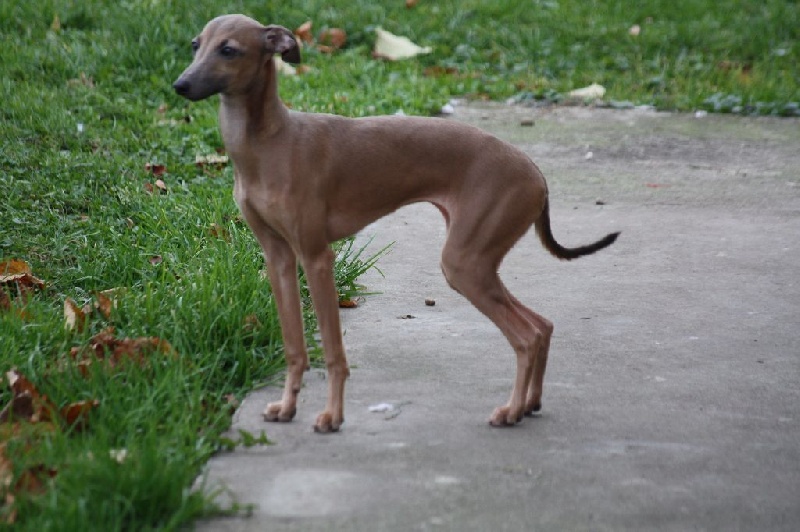Forum Romanum - Chiots disponibles - Petit Levrier Italien