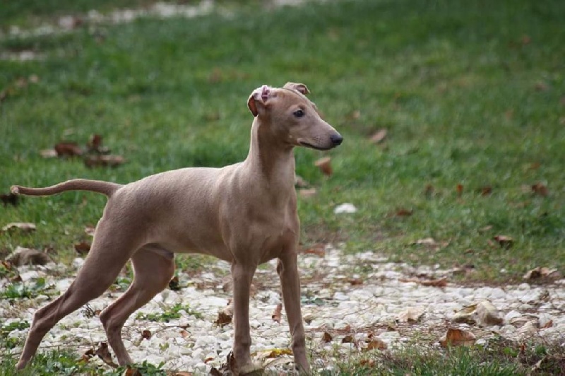 Forum Romanum - Chiots disponibles - Petit Levrier Italien