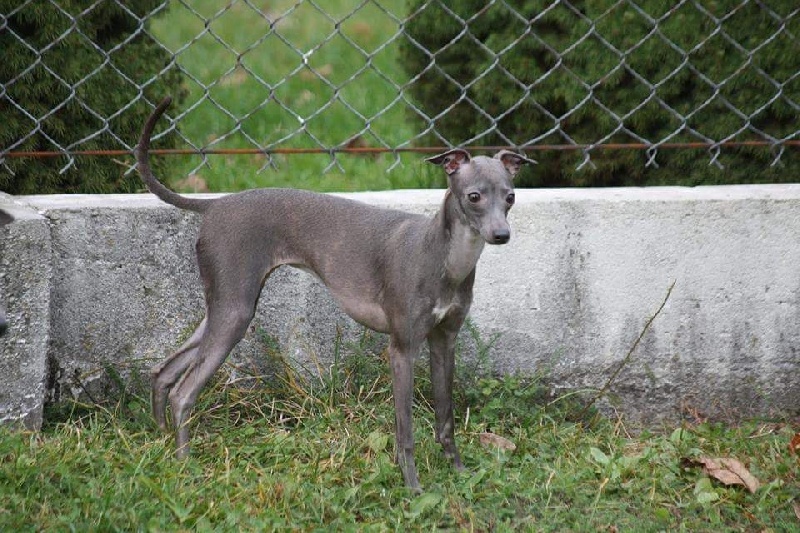 Forum Romanum - Chiots disponibles - Petit Levrier Italien
