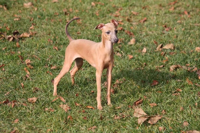 Forum Romanum - Chiots disponibles - Petit Levrier Italien