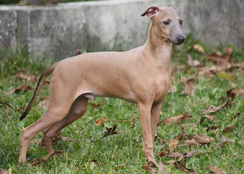 Forum Romanum - Chiots disponibles - Petit Levrier Italien